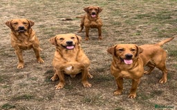 Labrador Retriever dogs for stud: Fox red lab stud only  - Image 2