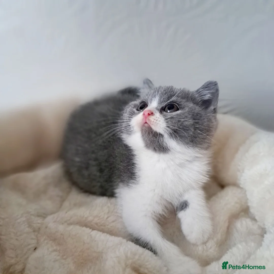 British Shorthair cats for sale: *Reduced* British Shorthair Blue Tortie Female  - Advert 39