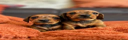 Miniature Dachshund dogs for sale: One shaded red girl KC Registered Mini Dachshunds - Advert 4