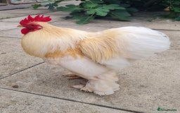 Chickens poultry for sale: Male Pekin Partridge Sablepoot cross bantam  - Image 1