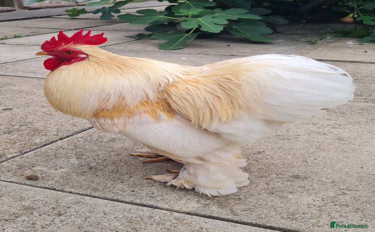 Chickens poultry - Advert 2
