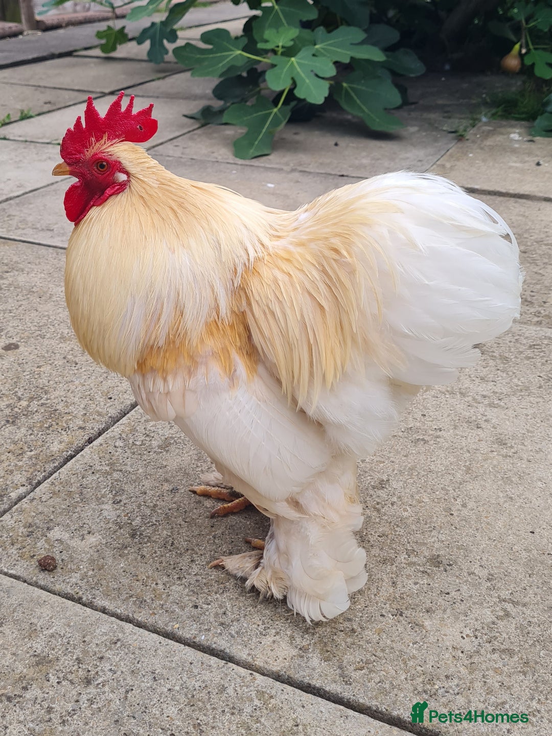 Chickens poultry for sale: Male Pekin Partridge Sablepoot cross bantam  - Image 1