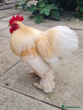 Chickens poultry - Advert 15