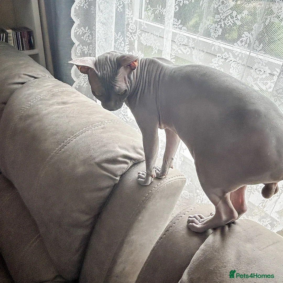 Sphynx cats for sale: Exceptionally Friendly Blue-Cream Sphynx Boy - Advert 2