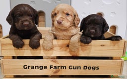 Cocker Spaniel dogs for sale: 8 AMAZING KC REG WORKING COCKER SPANIEL PUPPIES - Image 1