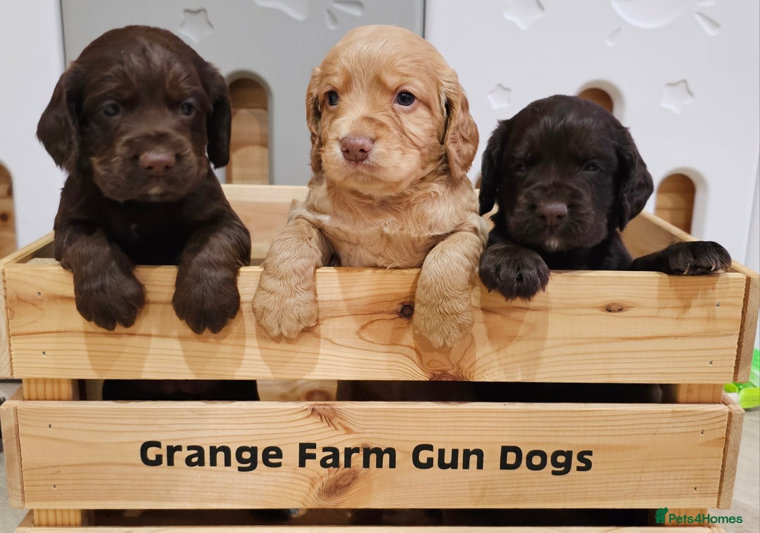 Cocker Spaniel dogs for sale: 8 AMAZING KC REG WORKING COCKER SPANIEL PUPPIES - Image 1