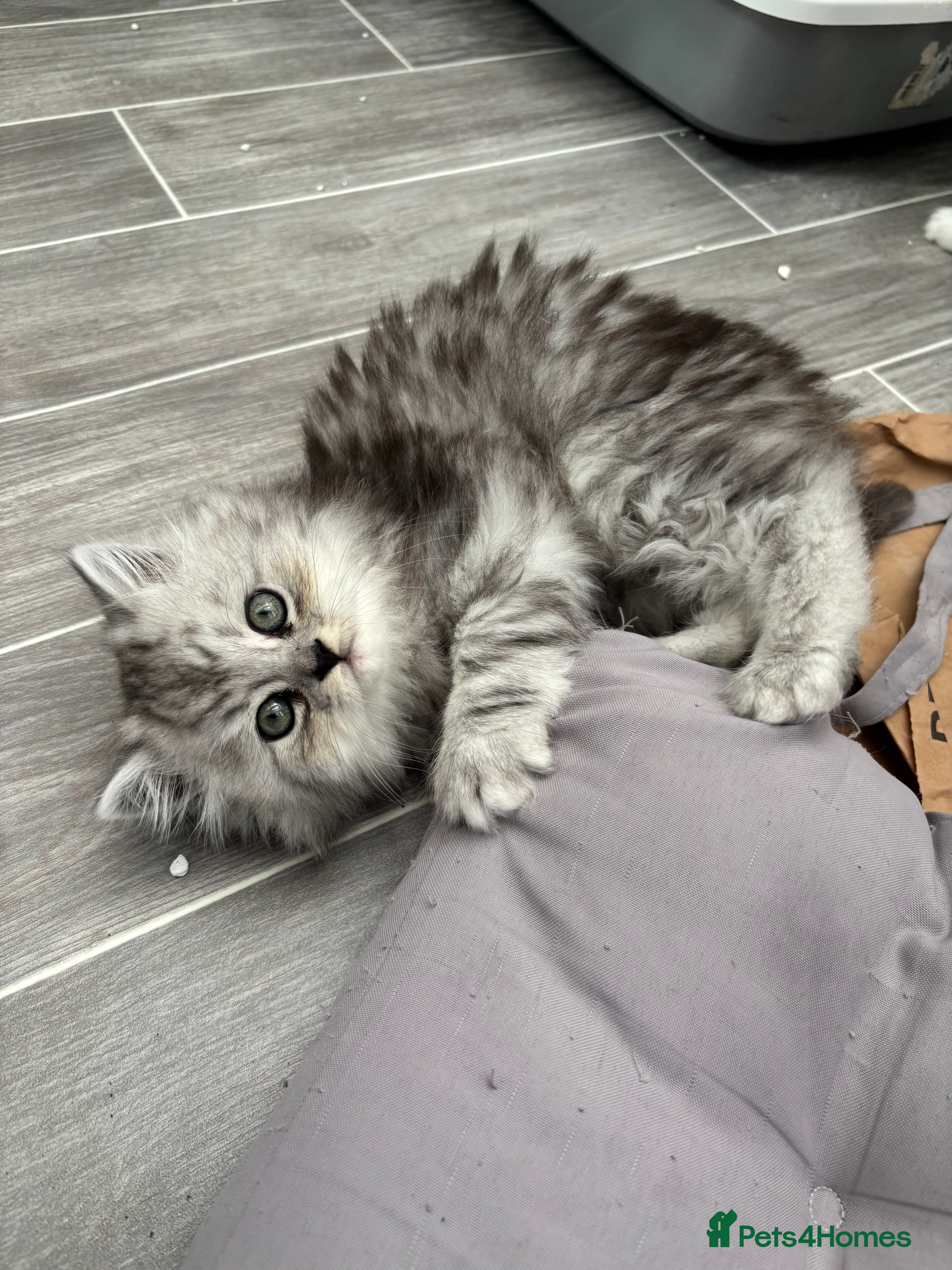 Persian cats Persian kittens for sale - Advert 1