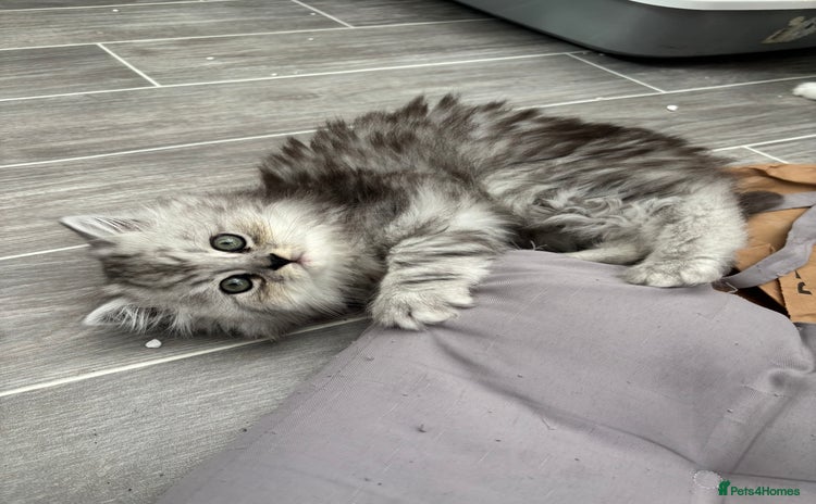 Persian cats - Advert 8