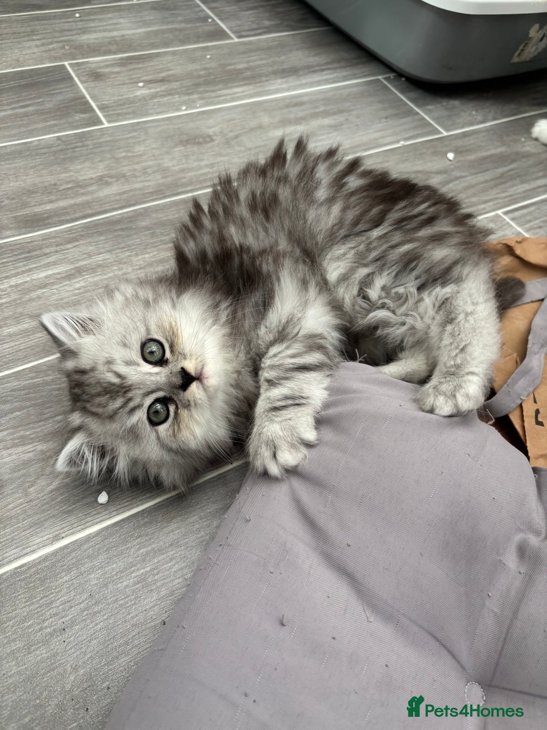 Persian cats for sale: Persian kittens for sale - Image 1