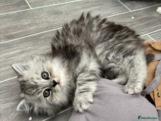 Persian cats - Advert 34