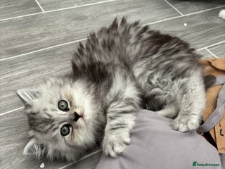 Persian cats Persian kittens for sale - Advert 2