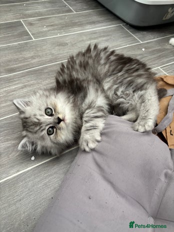 Persian cats - Advert 11