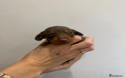 Miniature Dachshund dogs for sale: Pra clear miniature dachshunds - Image 6