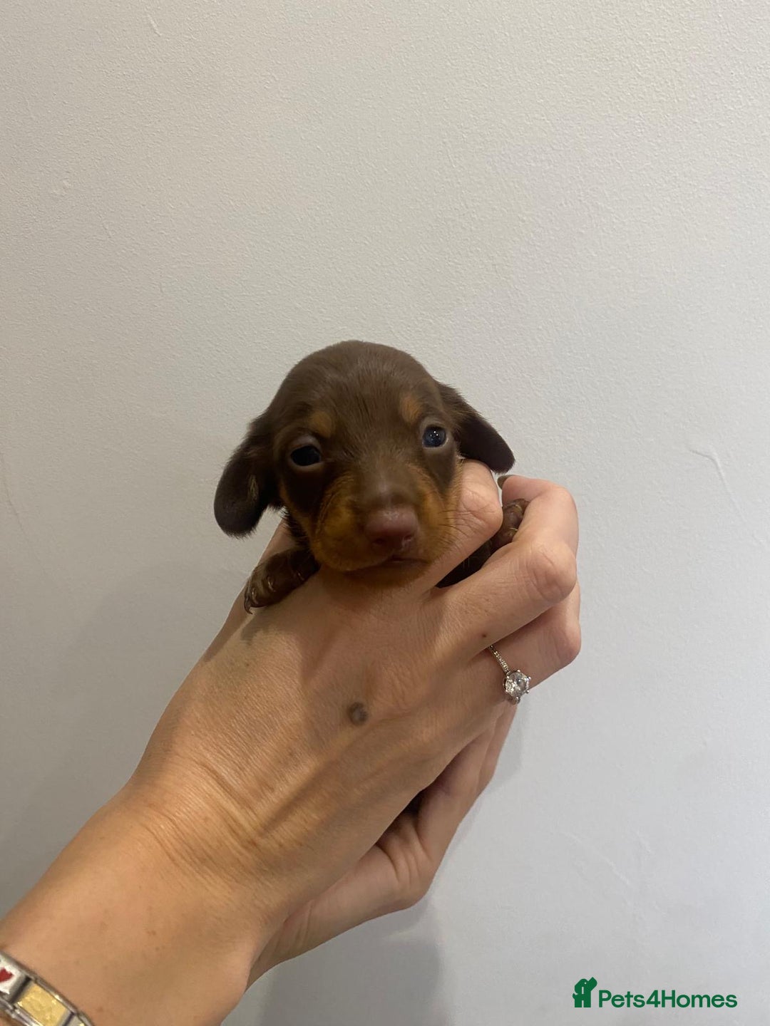 Miniature Dachshund dogs for sale: Pra clear miniature dachshunds - Image 6