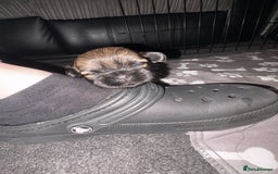 Shih Tzu dogs for sale: Shih tzus  - Image 26