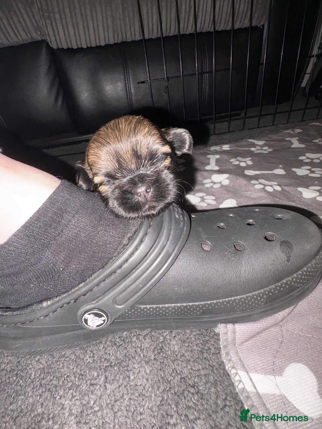 Shih Tzu dogs for sale: Shih tzus  - Image 26