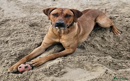Rhodesian Ridgeback dogs for sale: Rhodesian ridgeback  - Image 4