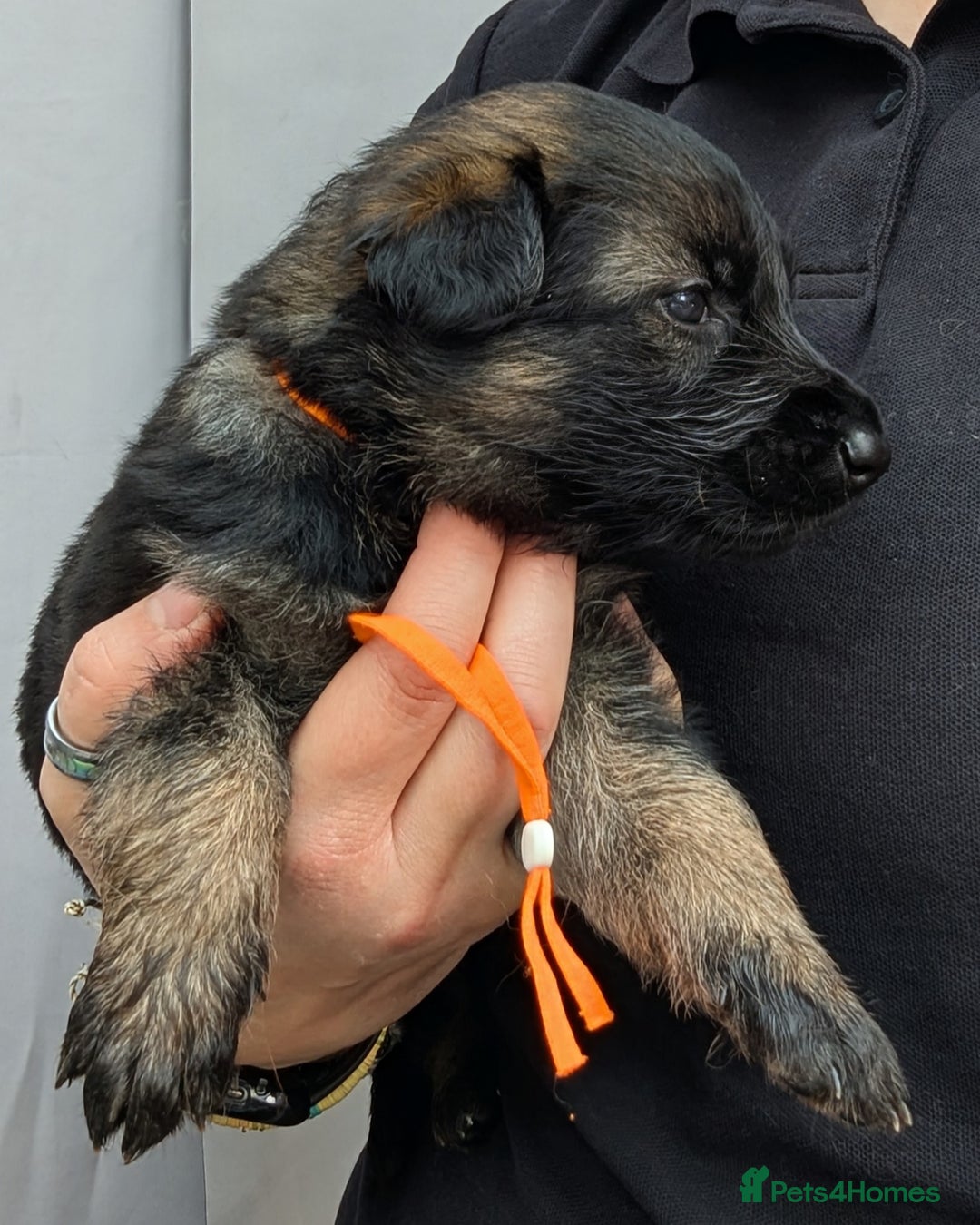 German Shepherd dogs for sale: Beautiful KC German Shepherd Puppies health tested - Image 18