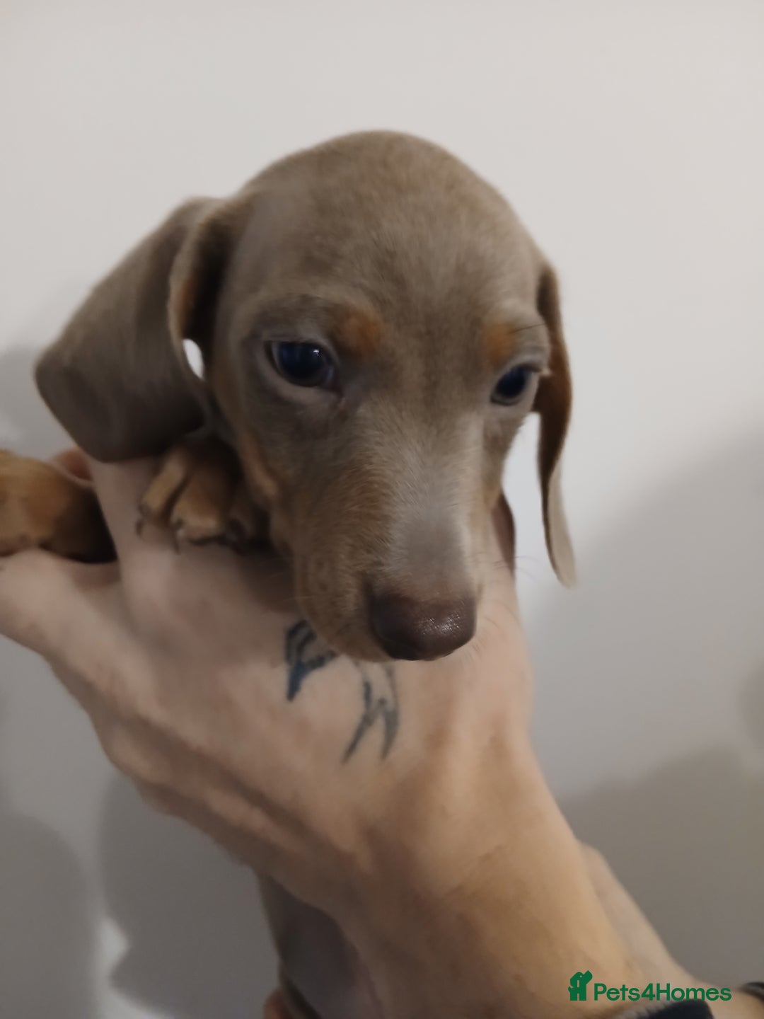 Dachshund dogs for sale: Mini Dachshund Puppies - Advert 14