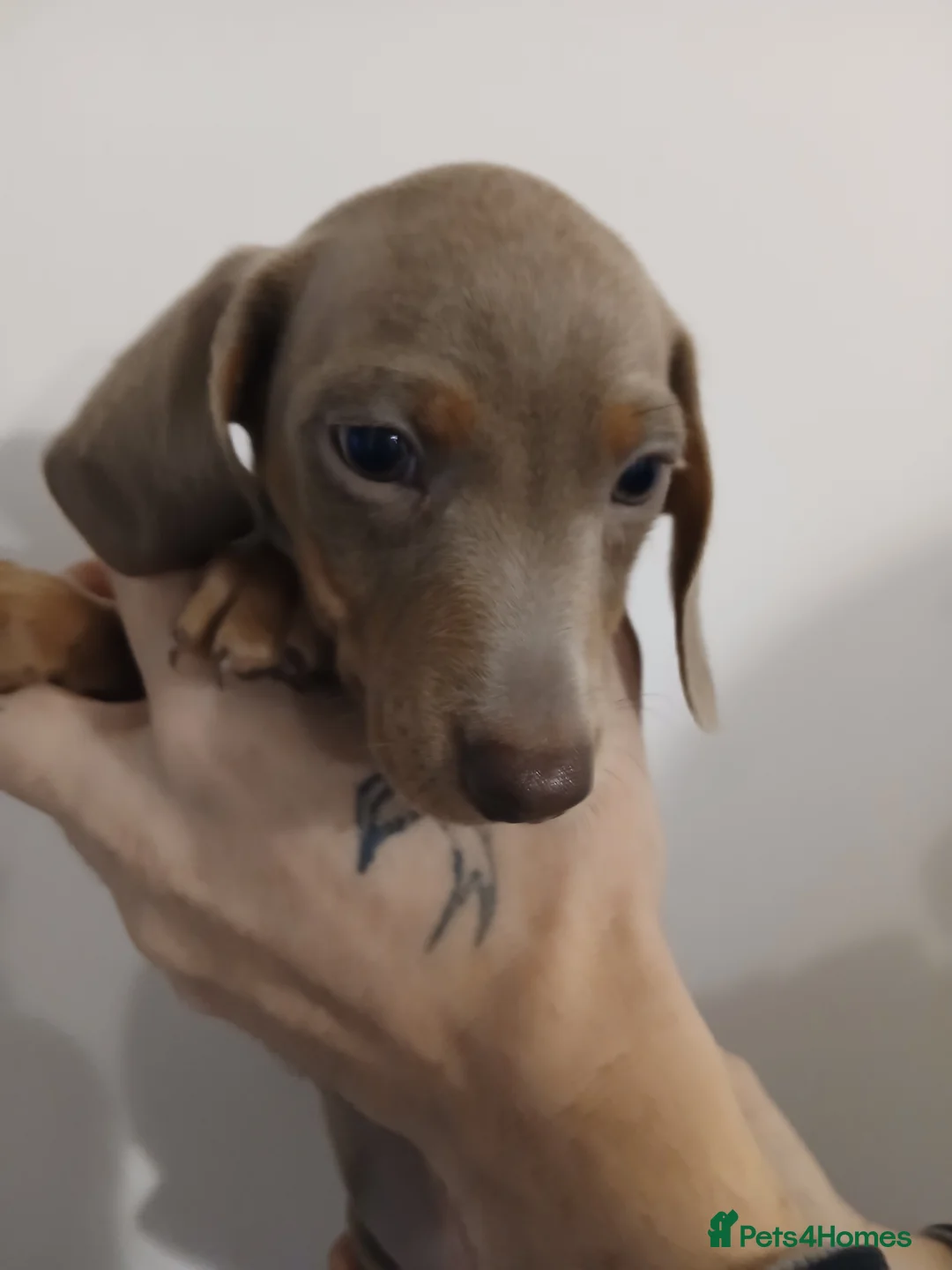 Dachshund dogs for sale: Now only 2 male mini dachshund puppies  - Advert 21