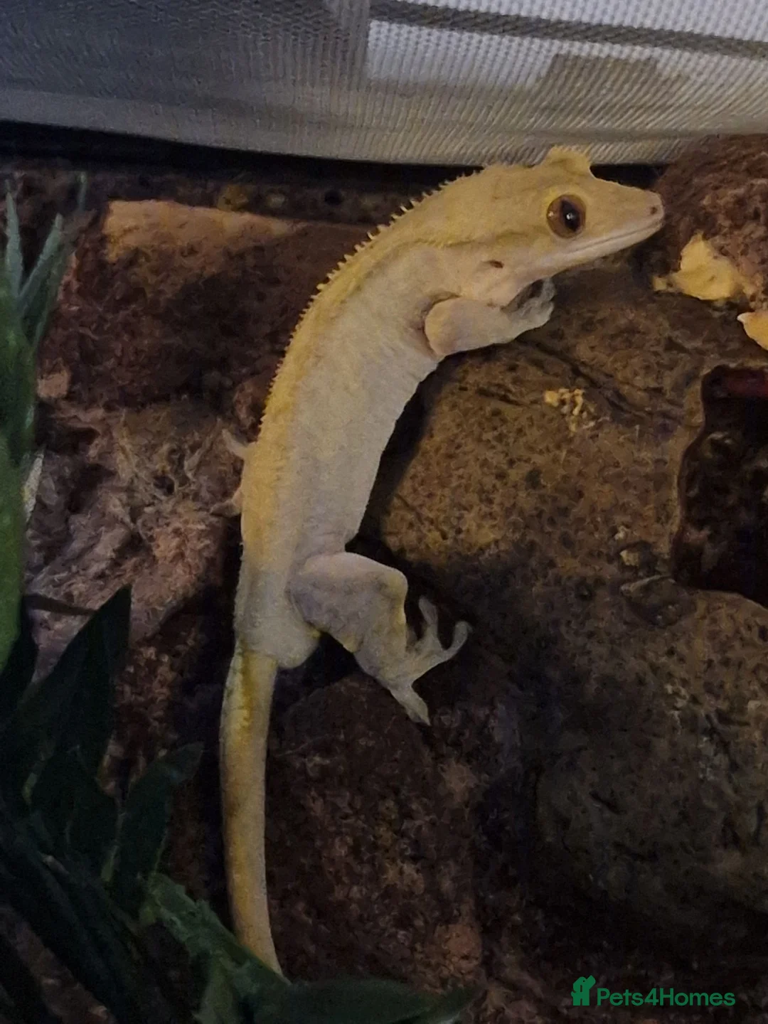 Gecko reptiles for sale: Crested Gecko - Advert 2