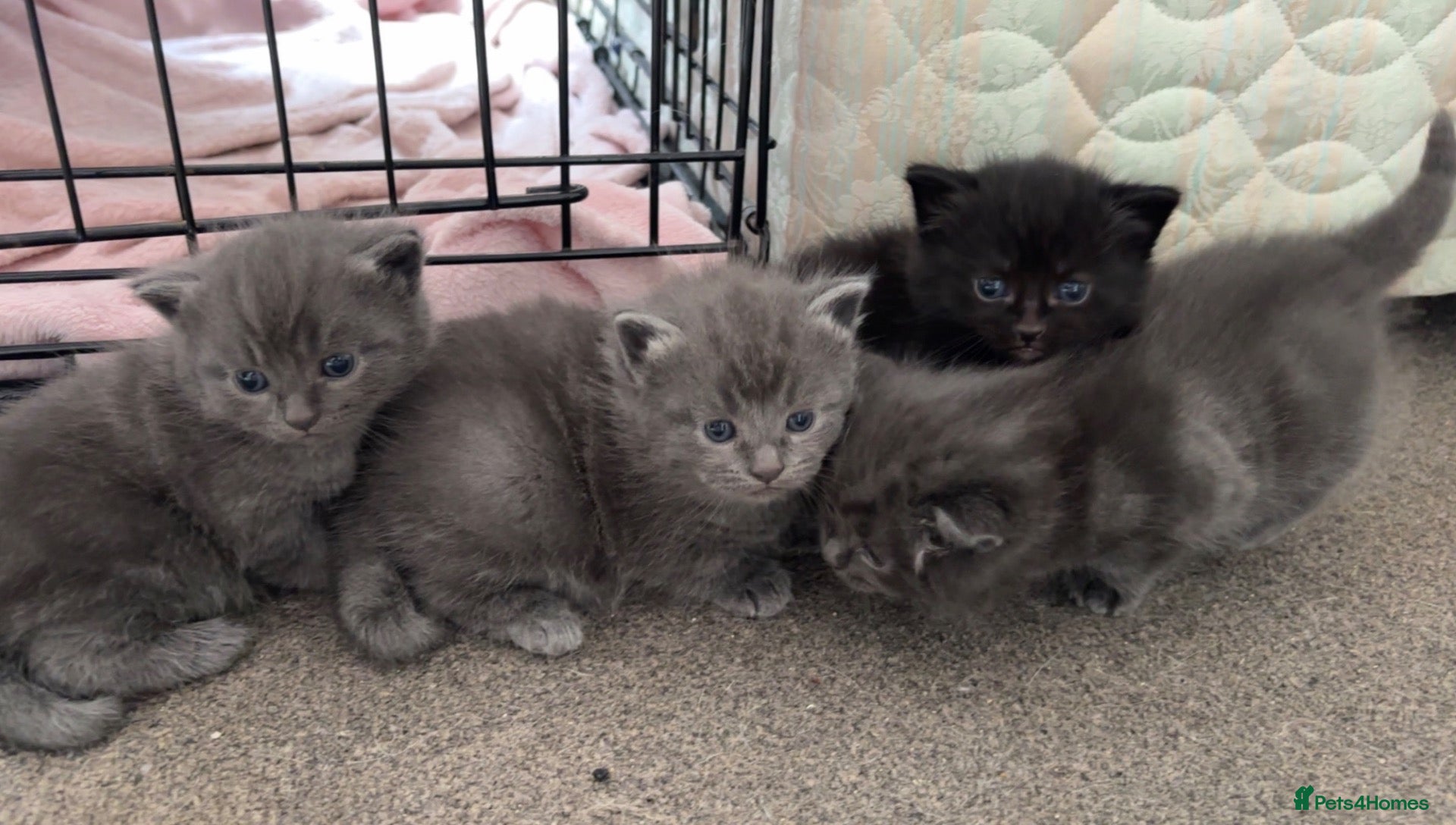 Mixed Breed cats for sale: Kittens for sale  - Advert 10