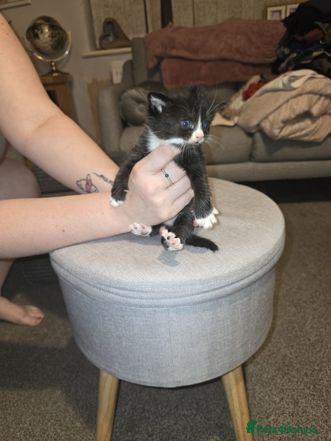 American Shorthair cats for sale: Kittens for sale - Image 9