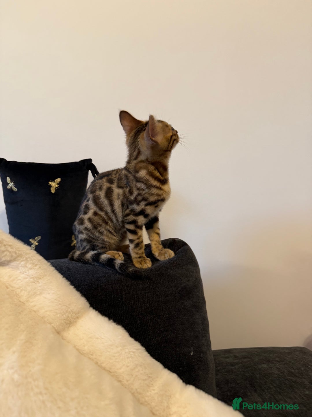 Bengal cats for sale: Beautiful bengal kitten - Image 2