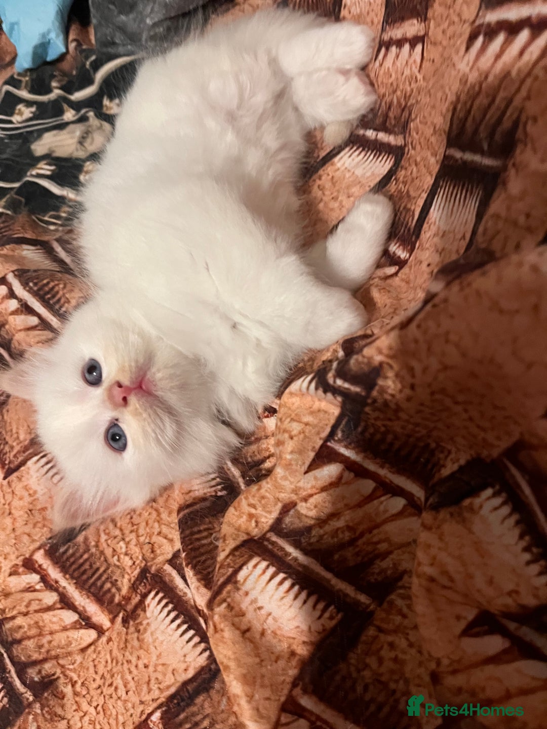 Ragdoll cats for sale: 🐾 Adorable Ragdoll Cross Kittens 🐾 - Advert 16