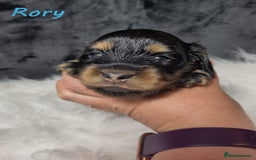 Miniature Dachshund dogs for sale: KC Health tested Licensed breeder 12 years exp - Image 19