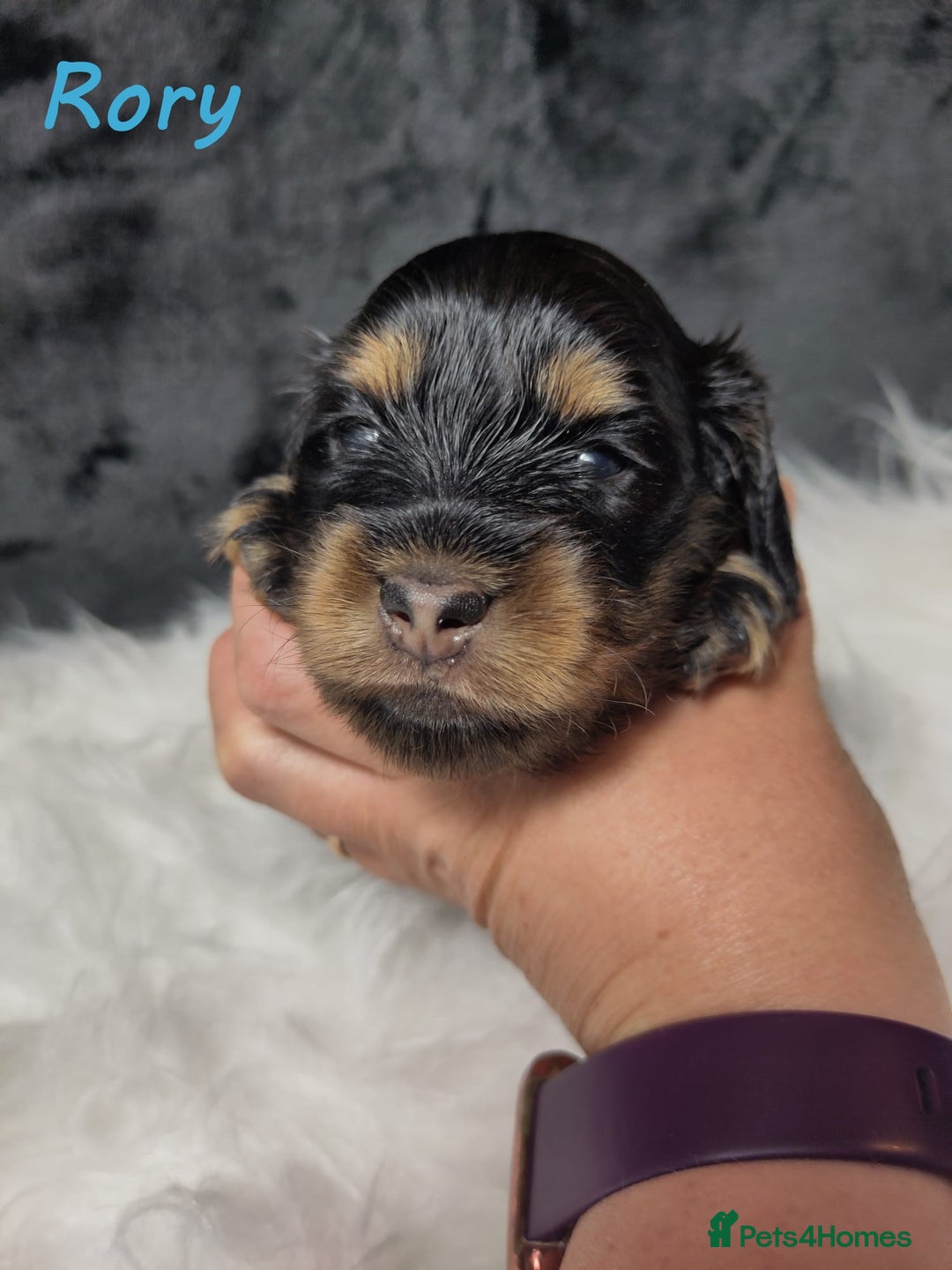 Miniature Dachshund dogs for sale: KC Health tested Licensed breeder 12 years exp - Image 19