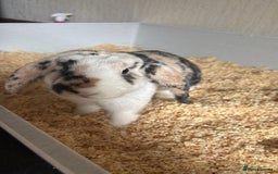 English Lop rabbits for sale: 2 lops looking for a new home - Image 3