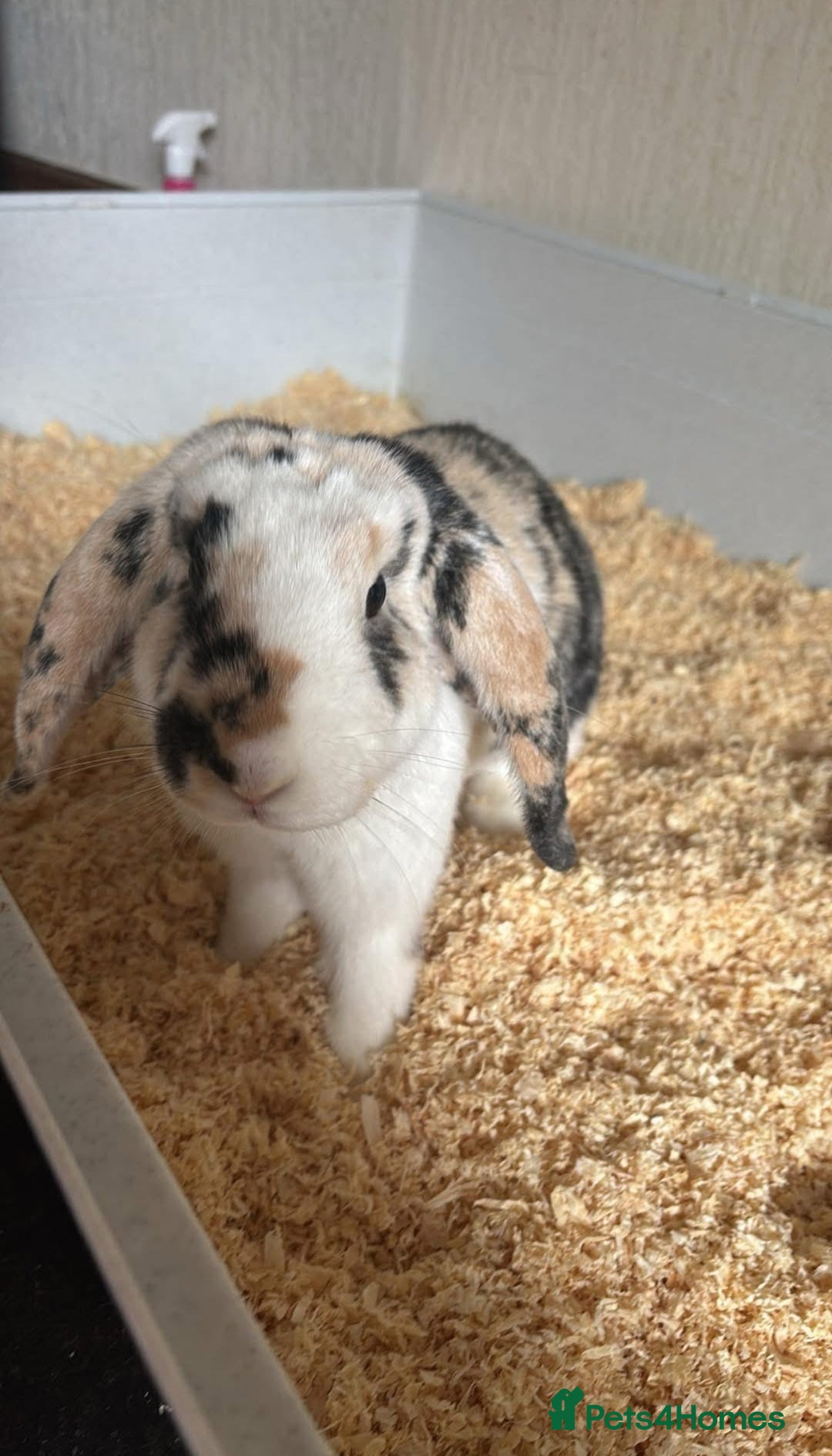English Lop rabbits for sale: 2 lops looking for a new home - Image 3