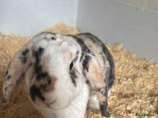 English Lop rabbits - Advert 37