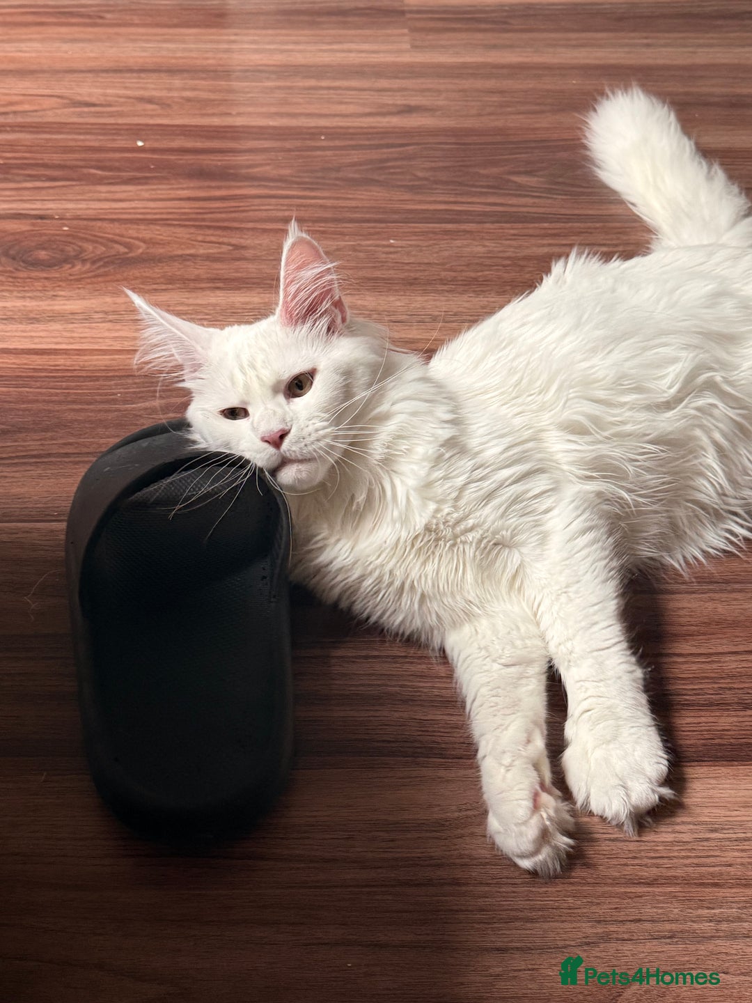 Maine Coon cats for sale: TICA Maine Coon Russian - Advert 1