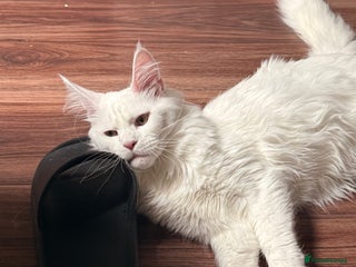 Maine Coon cats TICA Maine Coon Russian - Advert 1