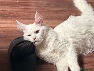 Maine Coon cats TICA Maine Coon Russian - Advert 2