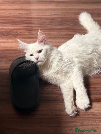 Maine Coon cats TICA Maine Coon Russian - Advert 1