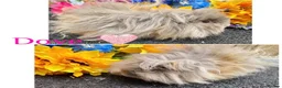 Guinea Pig rodents for sale: Pedigree Lunkarya/Blue/ Dalmation Guinea pigs  - Advert 19