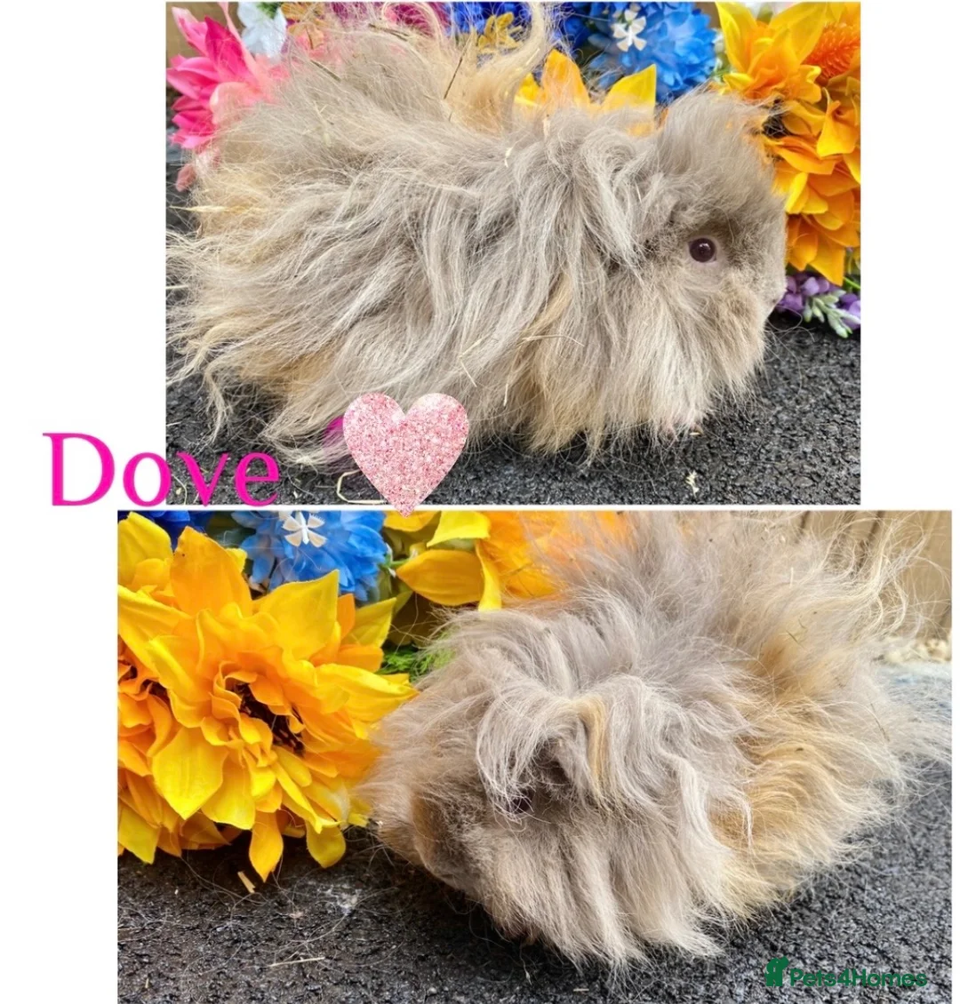 Guinea Pig rodents for sale: Pedigree Lunkarya/Blue/ Dalmation Guinea pigs  - Advert 19