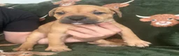 Mixed Breed dogs for sale: Mastiff x Olde English Buldogge  - Advert 14