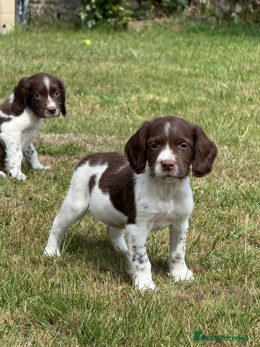 English Springer Spaniel dogs for sale: Lovely Well Bred KC English Springer Spaniels - Image 10