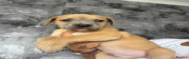 Mixed Breed 4