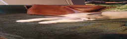 Ragdoll cats for sale: Playful Ragdoll Kittens in Plymouth - Advert 7