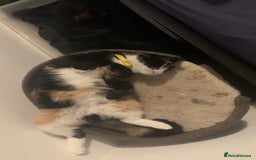 Mixed Breed cats for sale: Sad Rehoming of My Cat - Image 4