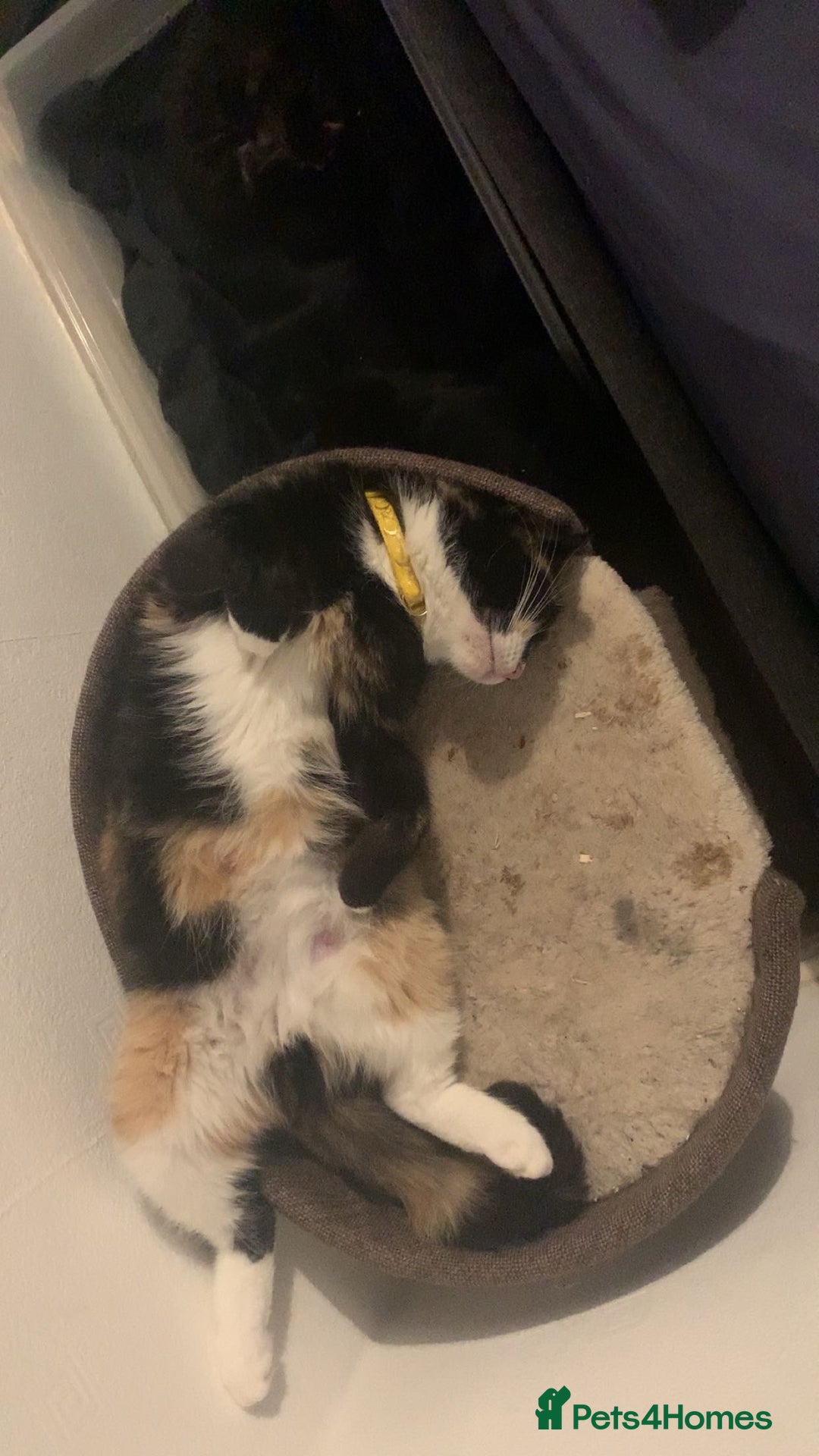 Mixed Breed cats for sale: Sad Rehoming of My Cat - Image 4