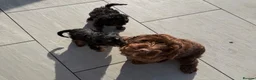 Cockapoo dogs for sale: Beautiful F1B Cockapoo boys  - Advert 3