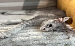 Maine Coon cats for sale: Silver shaded lines, ticked Maine coon kitten - Image 5