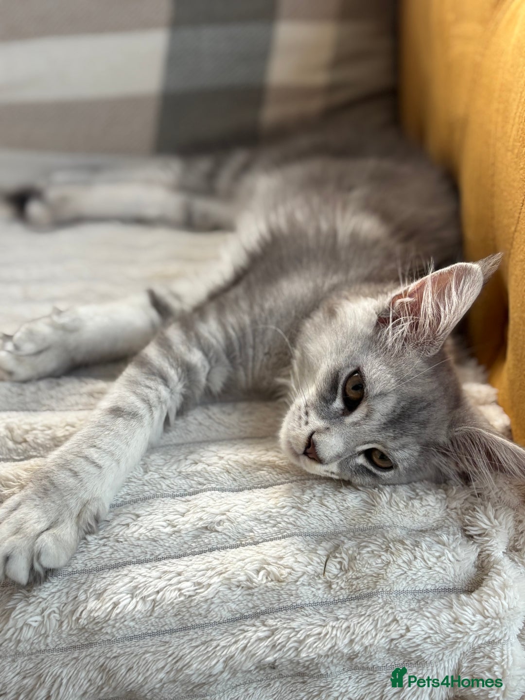Maine Coon cats for sale: Silver shaded lines, ticked Maine coon kitten - Image 5