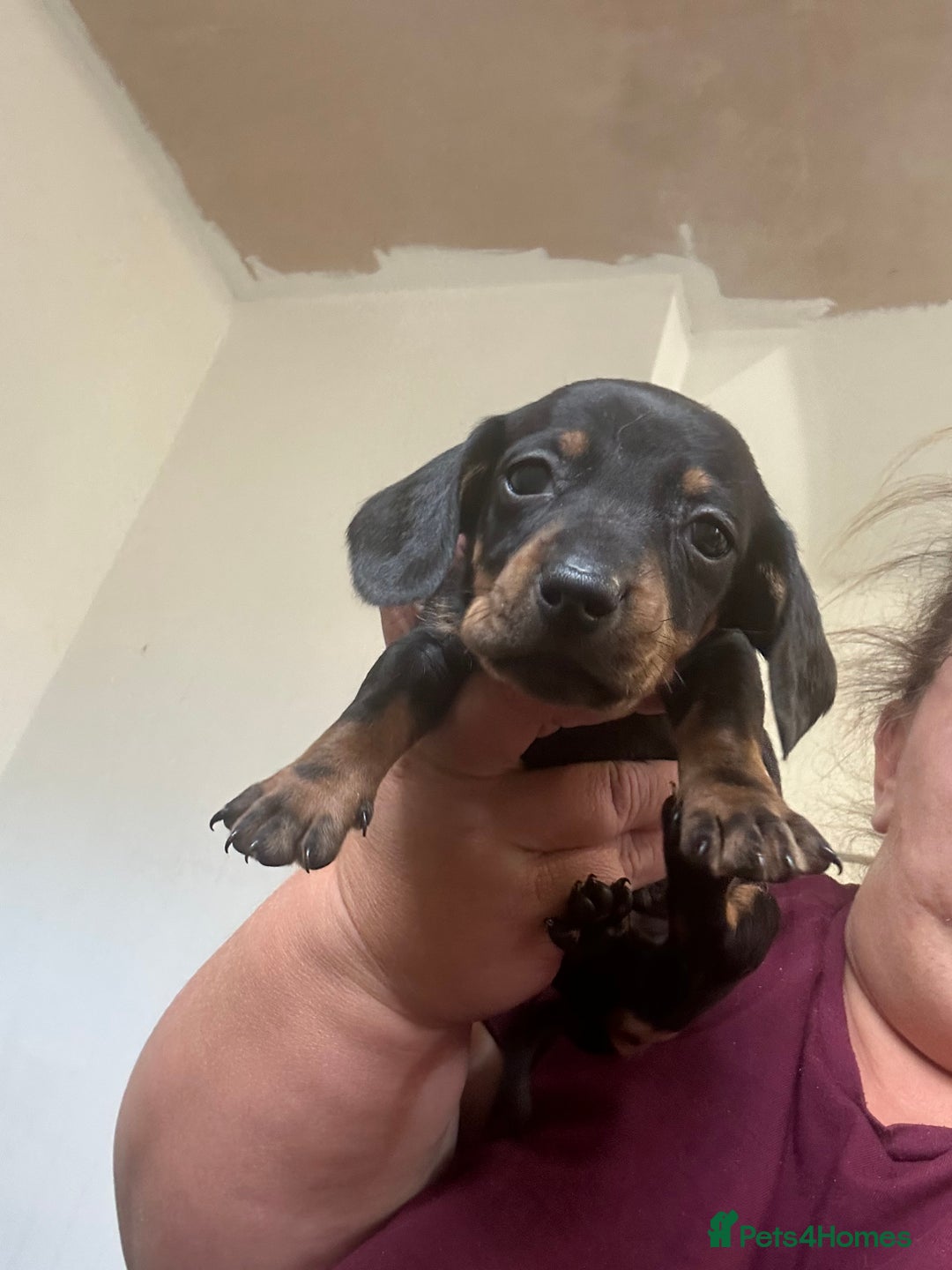Dachshund dogs for sale: Dachshund for sale - Image 3